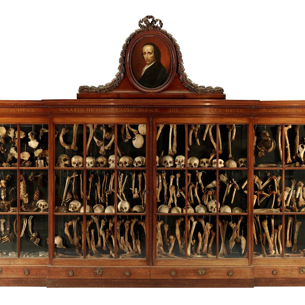 Museum Vrolik in AMC — activity in Amsterdam
