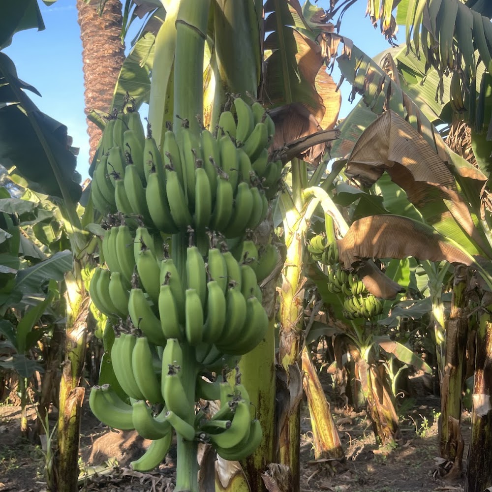 Banana Island in Nile Islands — activity in Egypt
