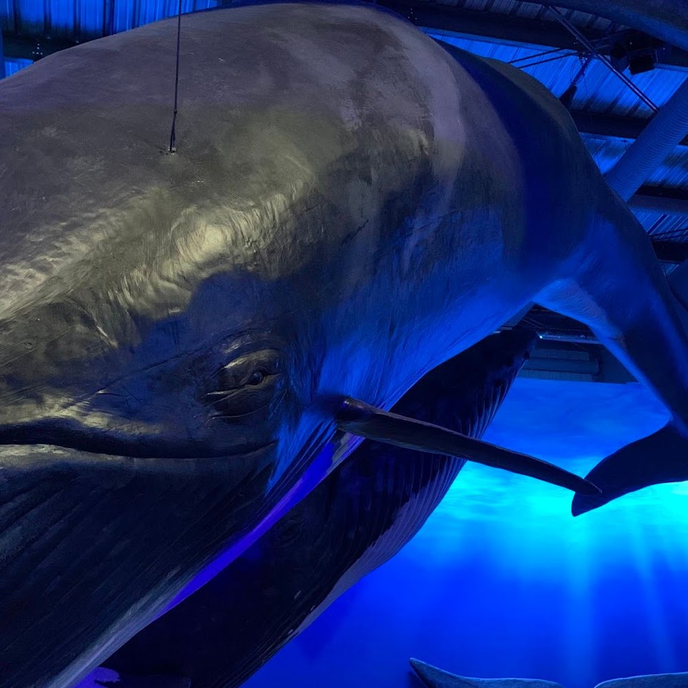 Whales of Iceland Exhibition in Grandi — activity in Iceland