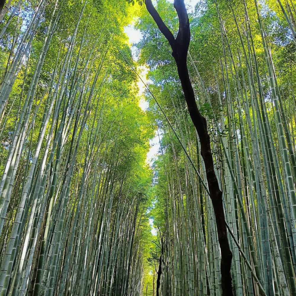 Kyoto travel itinerary highlight — popular destination 4
