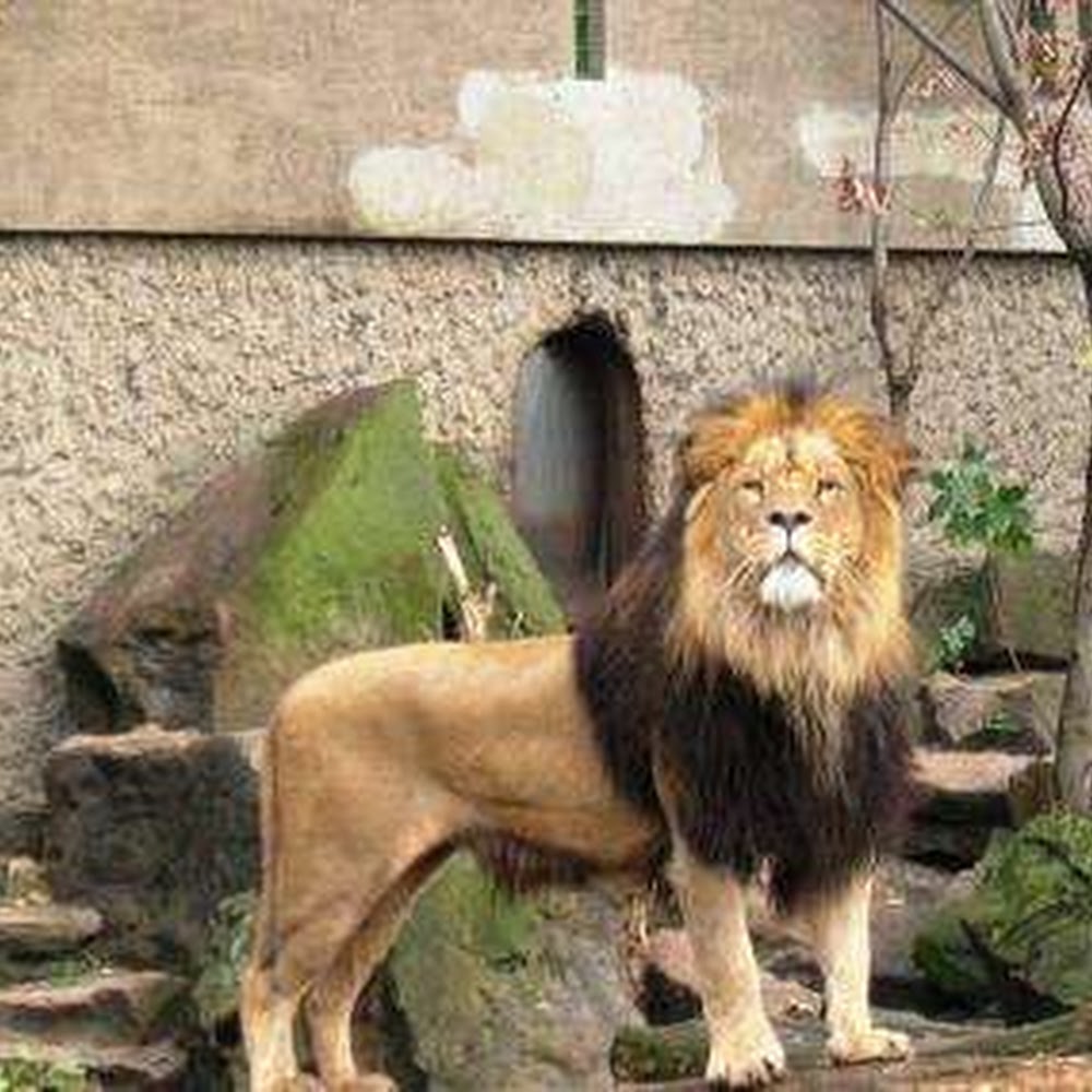 Artis Zoo in Plantage — activity in Netherlands