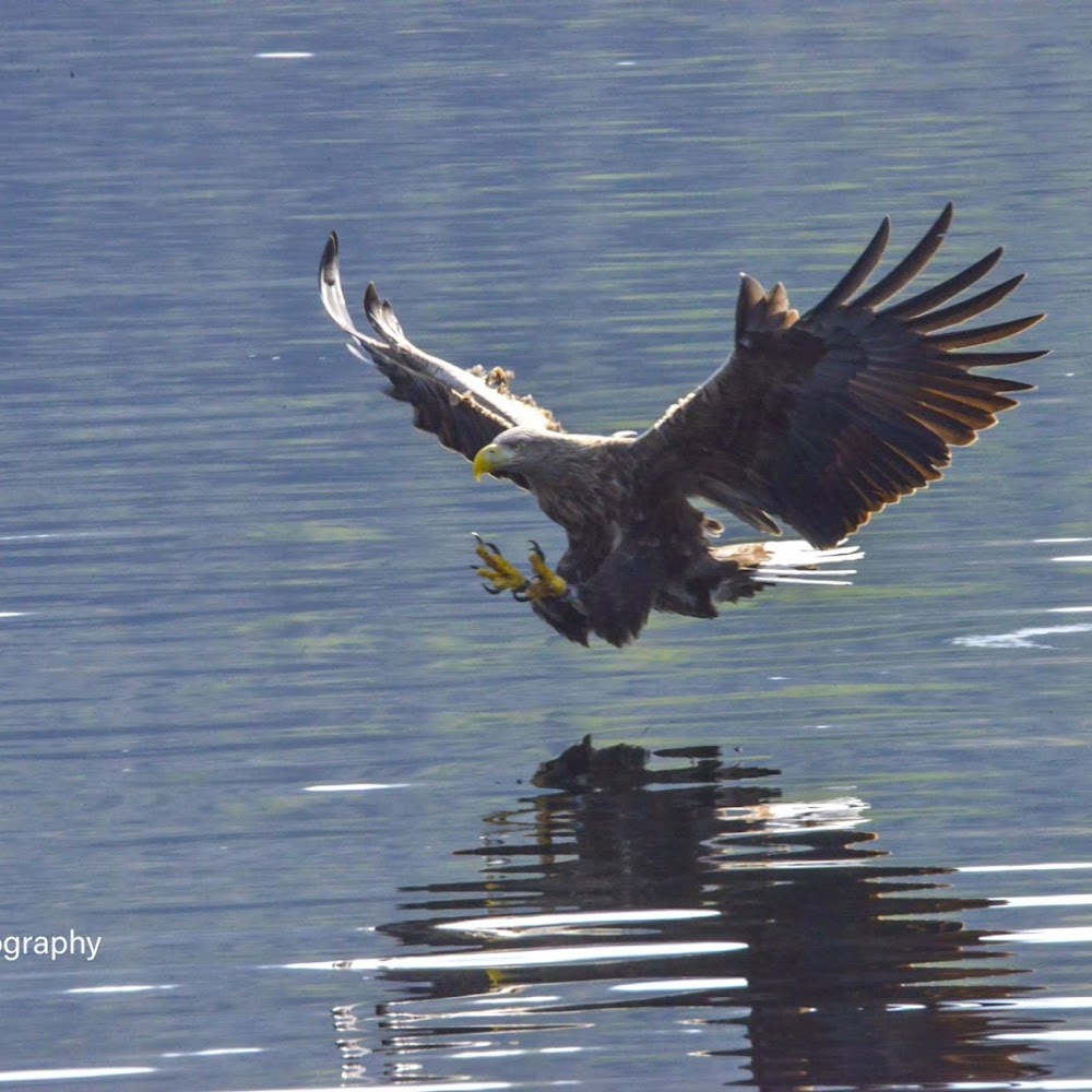 Loch Shiel Boat Trip in Lochaber — activity in Scotland