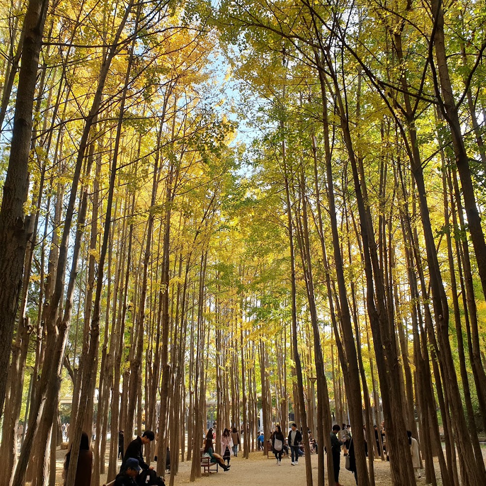 Seoul Forest in Seongdong-gu — activity in South Korea