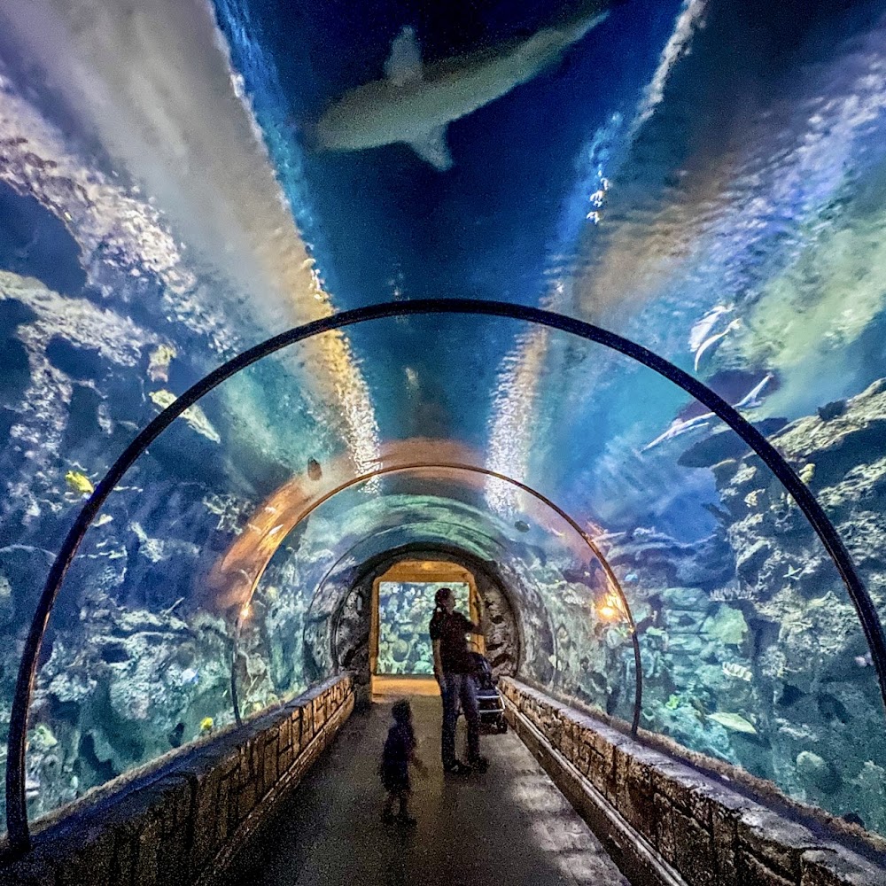 Shark Reef Aquarium at Mandalay Bay in The Strip - Mandalay Bay — activity in Las Vegas