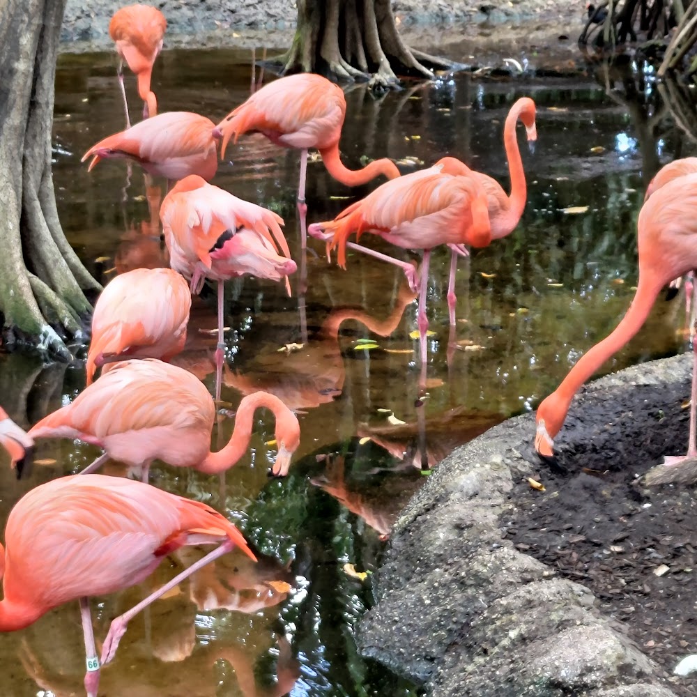 Jungle Island in Watson Island — activity in Miami