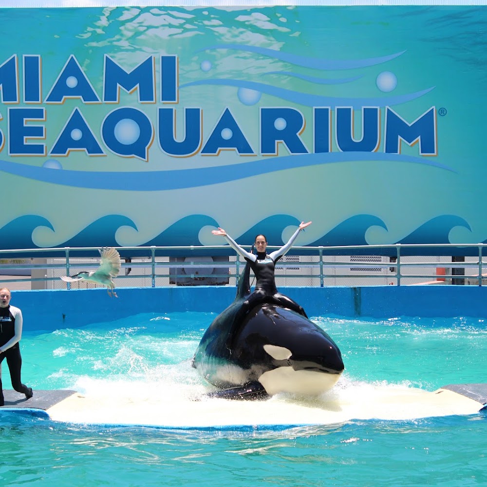 Miami Seaquarium in Key Biscayne — activity in Miami