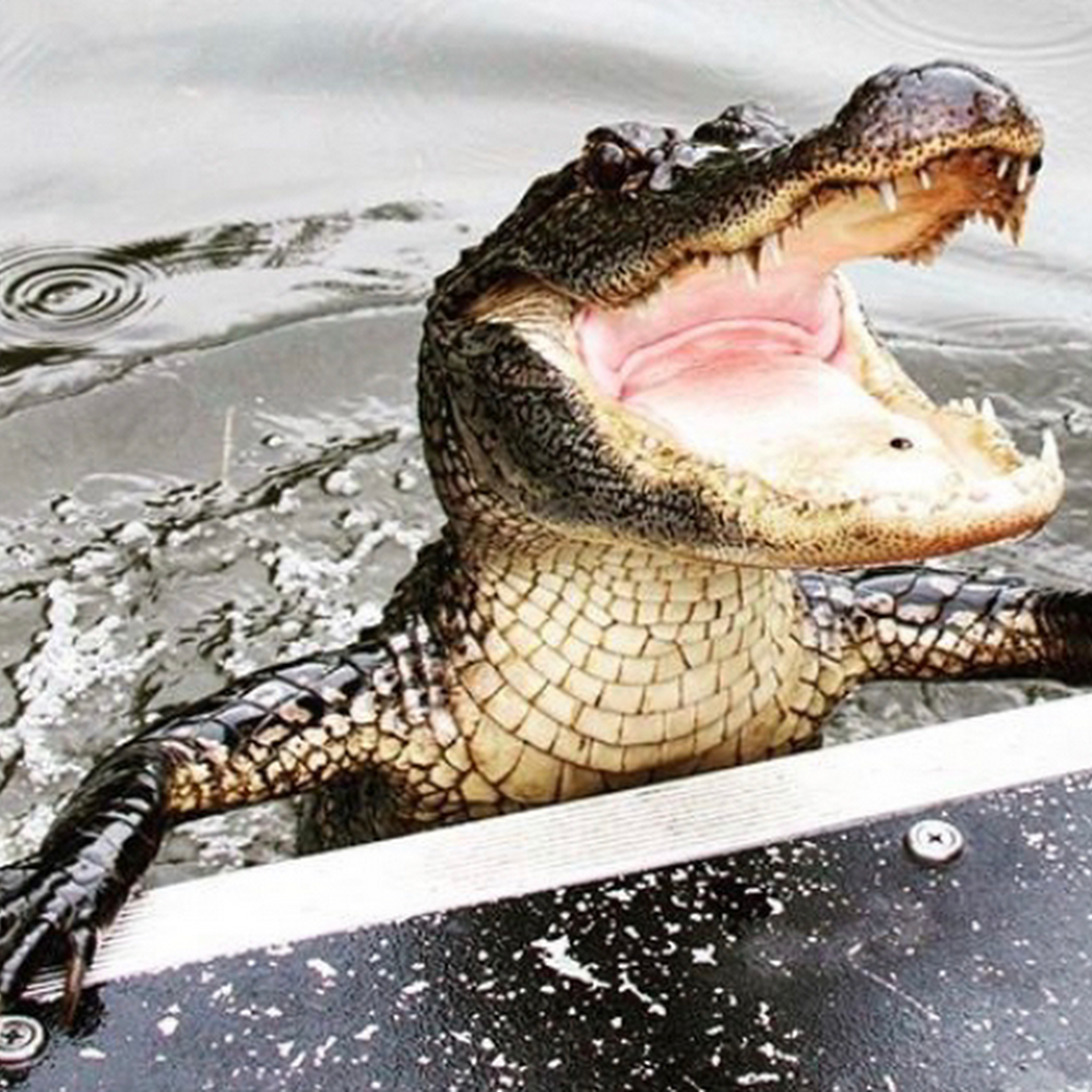 Swamp Tour in Outside city — activity in New Orleans